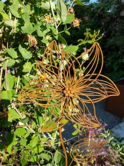 Edelrost Blüte Vittoria am Stab*