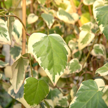 Efeu 'Dentata Variegata', gelb*