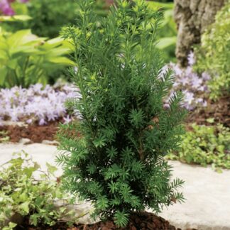 Eibe 'Hillii' Tb9 10 - 15 cm Liefergröße: 10 - 20 cm*