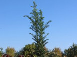 Eibe 'Höpken's Gigant', 30-60 cm, Taxus baccata 'Höpken's Gigant', Containerware*