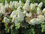 Eichenblättrige Hortensie / Eichenblatt-Hortensie 'Ruby Slippers', 40-60 cm, Hydrangea quercifolia 'Ruby Slippers', Containerware*
