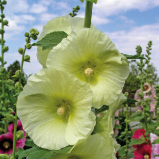 Einfachblühende Stockrose 'Spotlight Sunshine' Lieferform: Im 9 cm Topf*