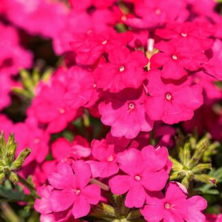 Eisenkraut, pink*
