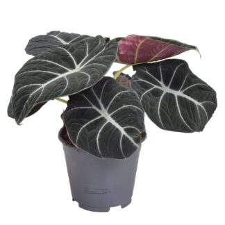 Elefantenohr 'Black Velvet'*