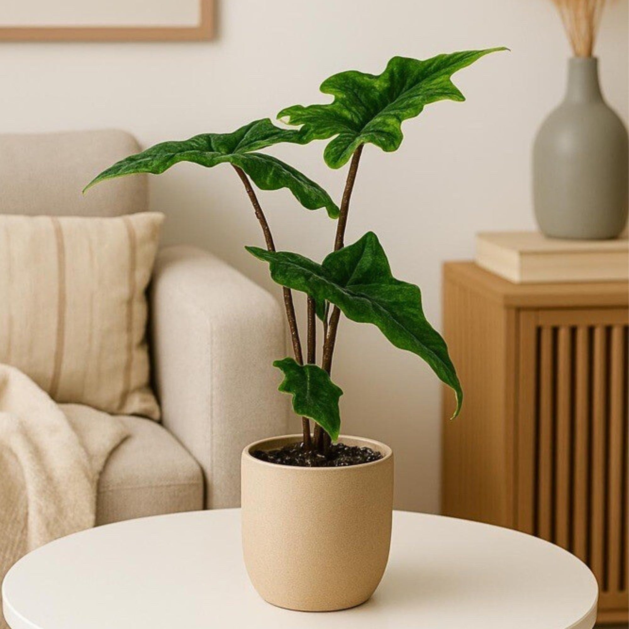 Elefantenohr 'Jacklyn'*