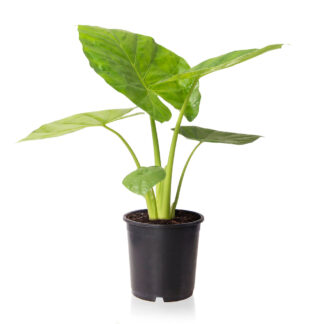 Elefantenohr 'Macrorrhiza'*