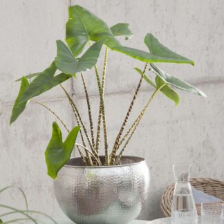 Elefantenohr 'Zebrina'*