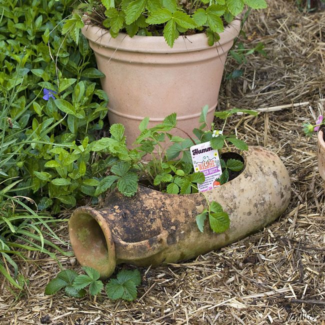 Erdbeere 'HUMMI® Waldfee' - Die Walderdbeere 3 Stück Lieferform: 3 Pflanzen*