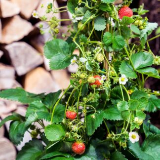Erdbeere 'Lucky Berry®', weiß*