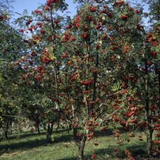 Essbare Eberesche 'Edulis', weiß*