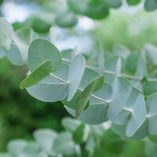 Eucalyptus 'Silver Dollar®'*