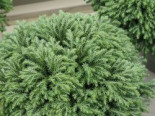 Fadenzypresse 'MINTA' ®, 20-30 cm, Chamaecyparis pisifera 'MINTA' ®, Containerware*