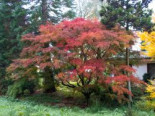 Fächer-Ahorn 'Seiryu', 125-150 cm, Acer palmatum 'Seiryu', Containerware*