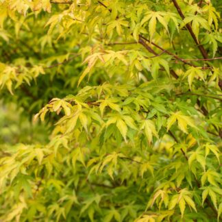 Fächerahorn 'Katsura'*