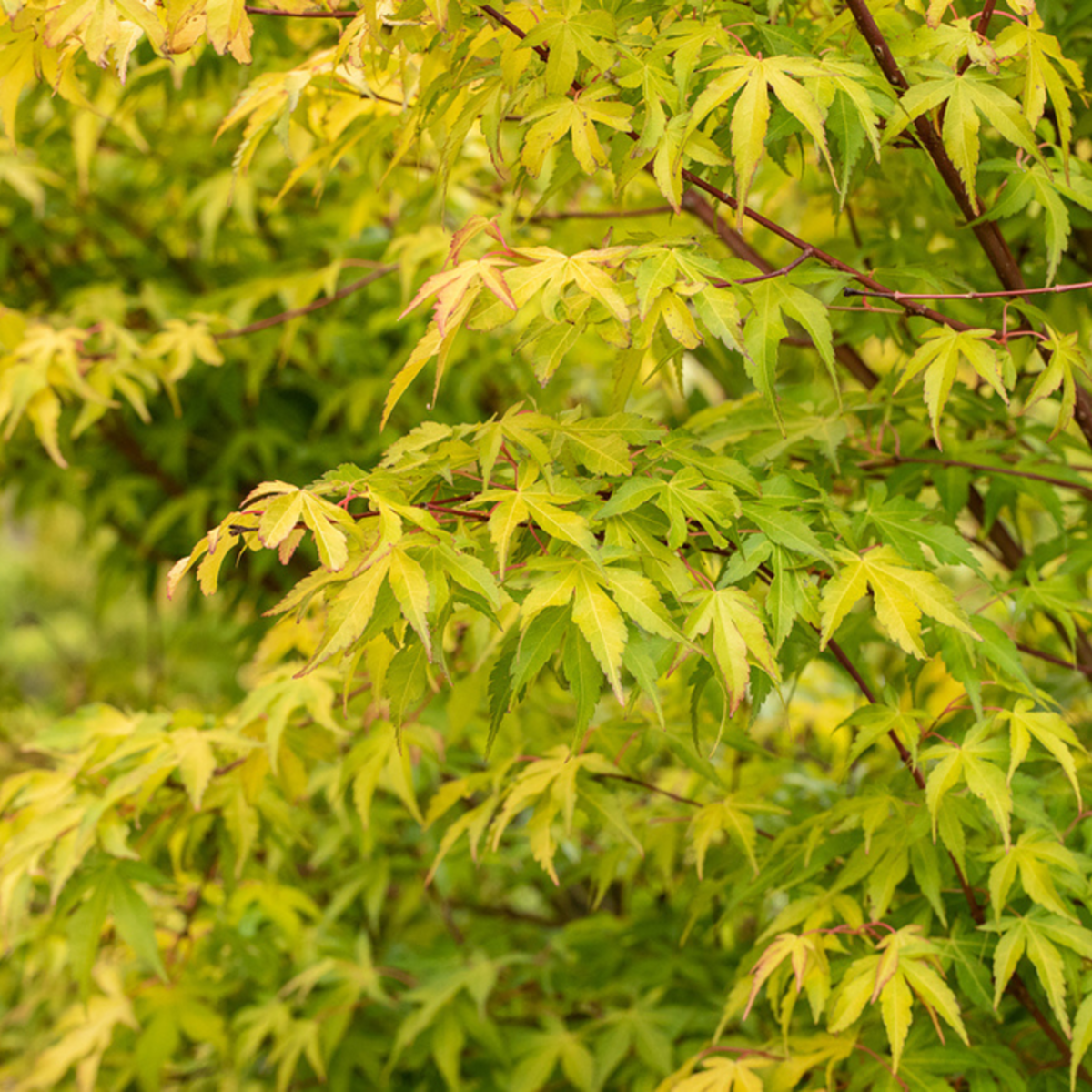 Fächerahorn 'Katsura'*