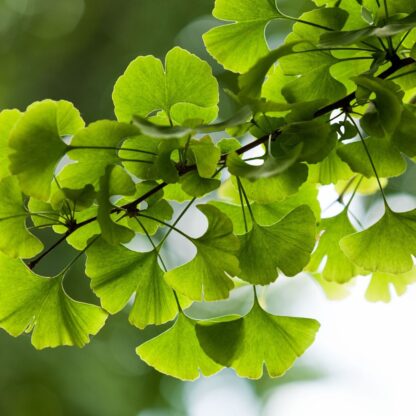 Fächerblattbaum 'Menhir®'*