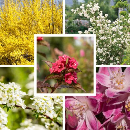 Farbenfrohe Blütenhecke*