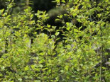 Faulbaum / Pulverholz, 50-80 cm, Rhamnus frangula, Topfware*