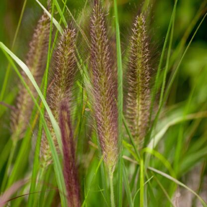 Federborstengras 'Viridescens', grün*