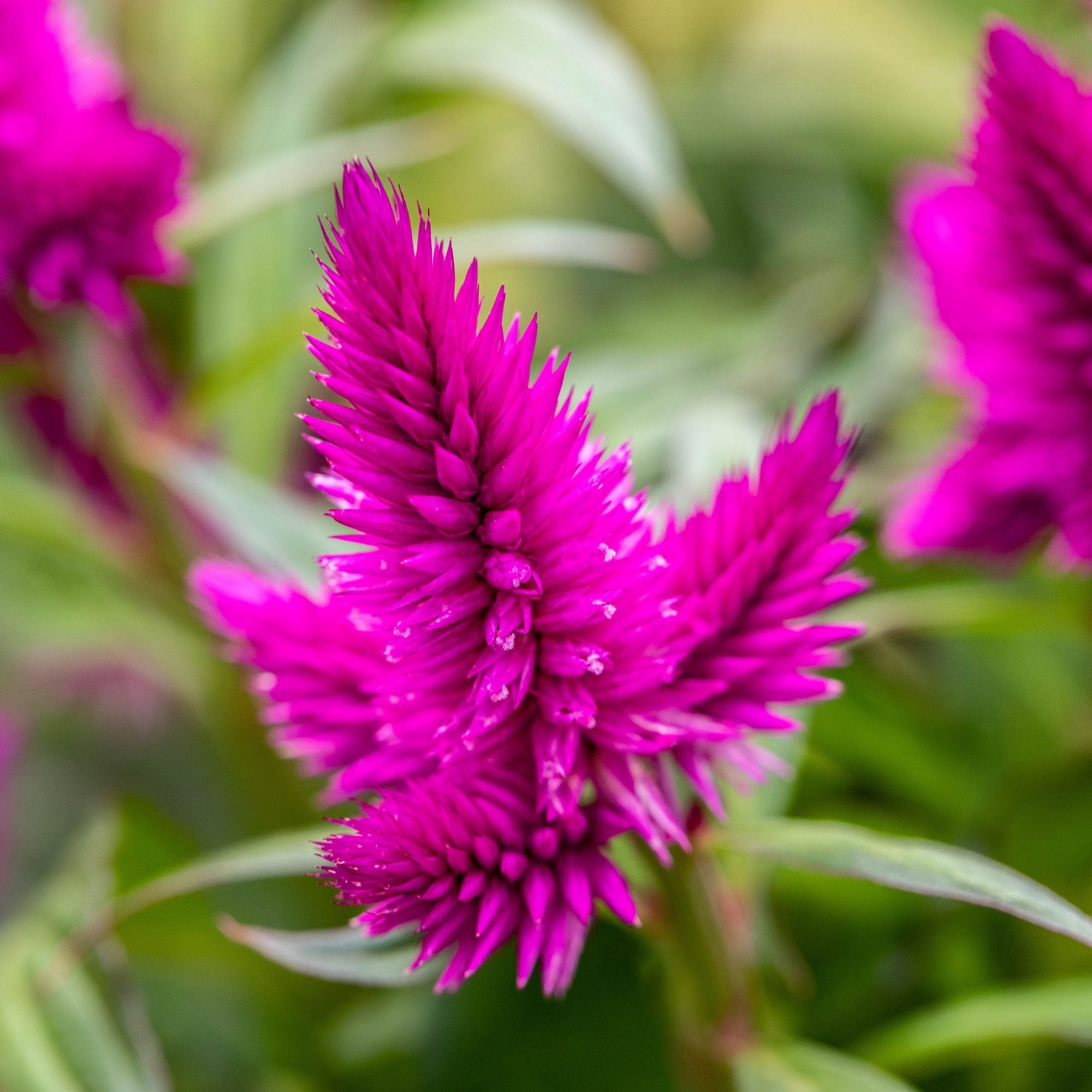 Federbusch, pink*