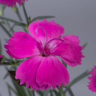 Federnelke 'Dinetta Purple®' Lieferform: Im 2 Liter Topf*