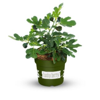 Feige 'Lucky Berry®'*