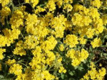 Felsen-Steinkraut 'Gold Cushion', Aurinia saxatilis 'Gold Cushion', Topfware*