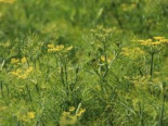 Fenchel, Foeniculum vulgare, Containerware*