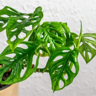 Fensterblatt 'Adansonii'*