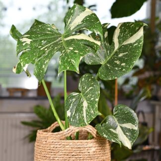 Fensterblatt 'Thai Constellation'*