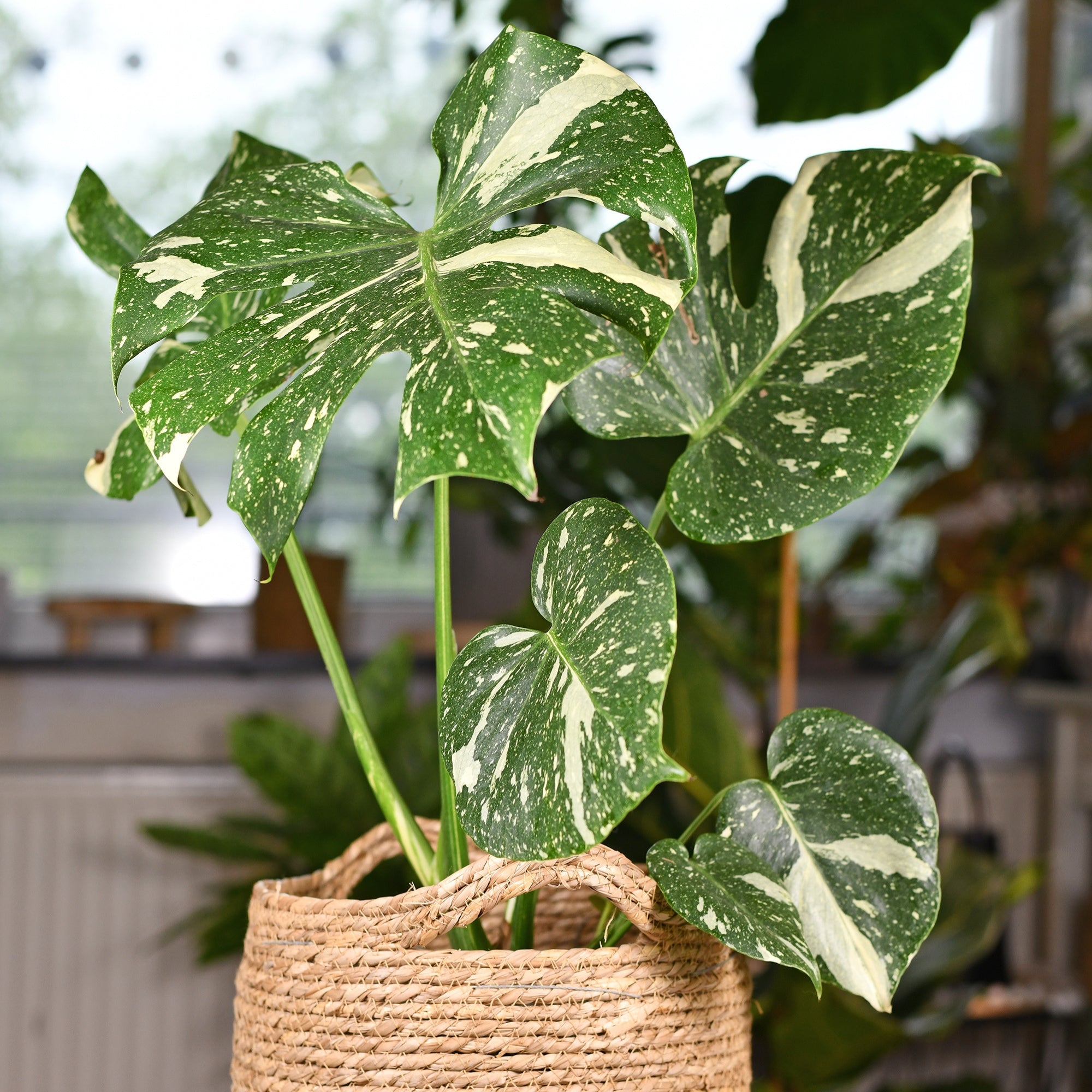 Fensterblatt 'Thai Constellation'*