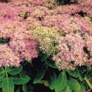 Fetthenne 'Rosenteller'*