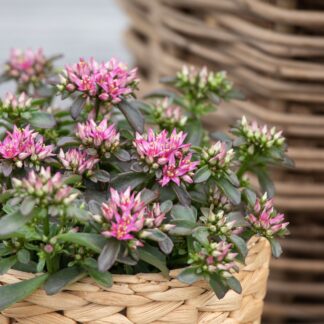 Fetthenne 'Spot On Deep Rose'*