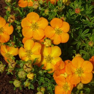Fingerstrauch 'Bella Sol®', orange*