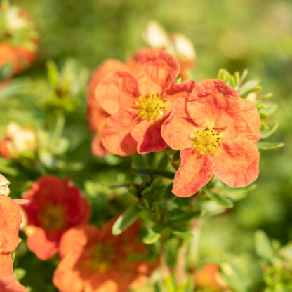 Fingerstrauch 'Red Ace', orange*