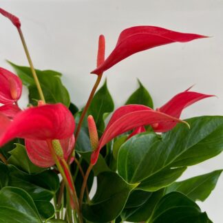 Flamingoblume 'Banderola Roya', rot*
