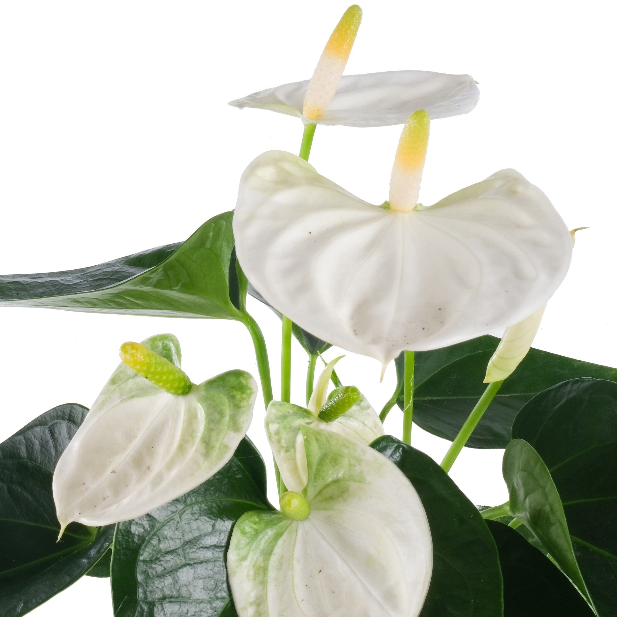 Flamingoblume 'Cocos', weiß*