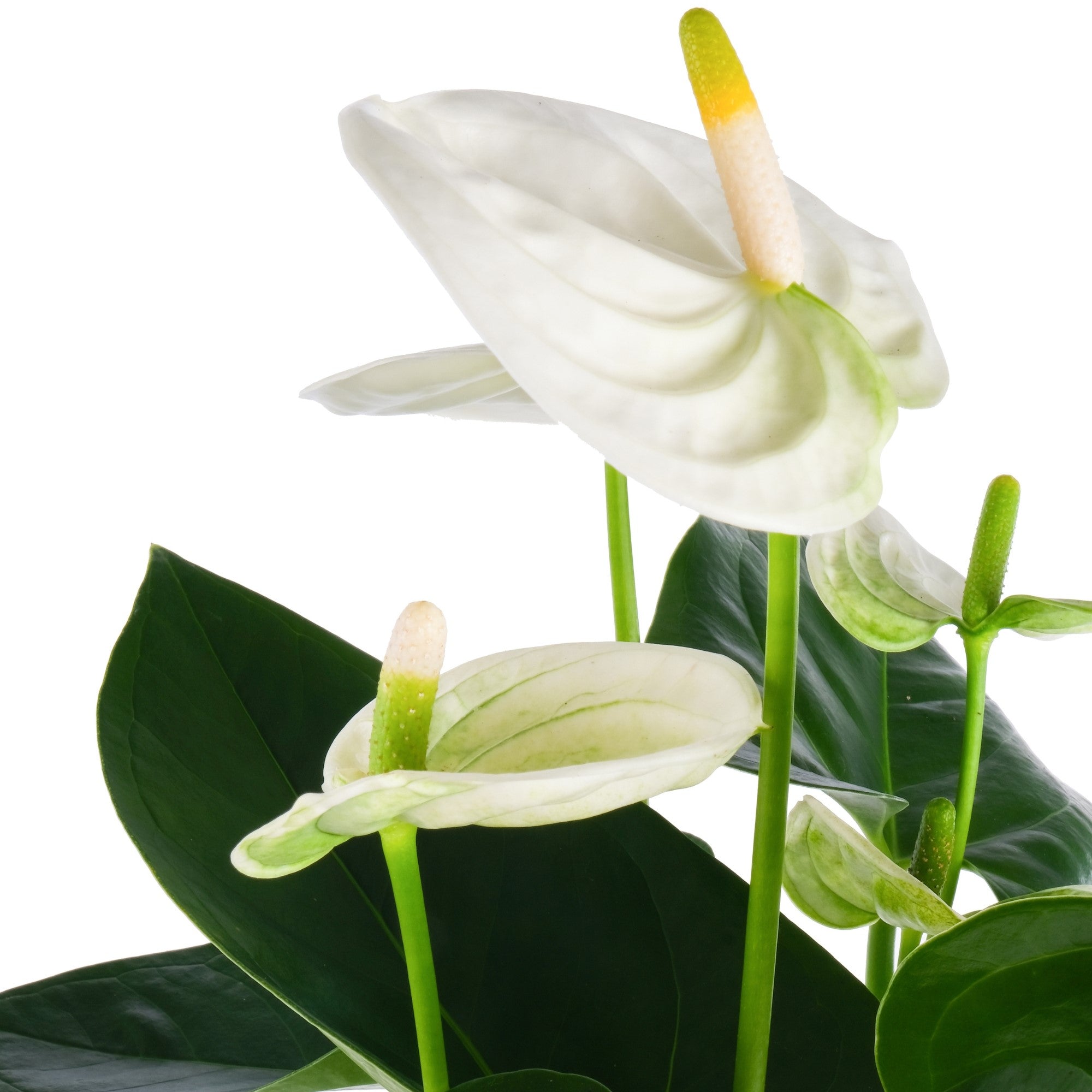 Flamingoblume 'Sierra White', weiß*