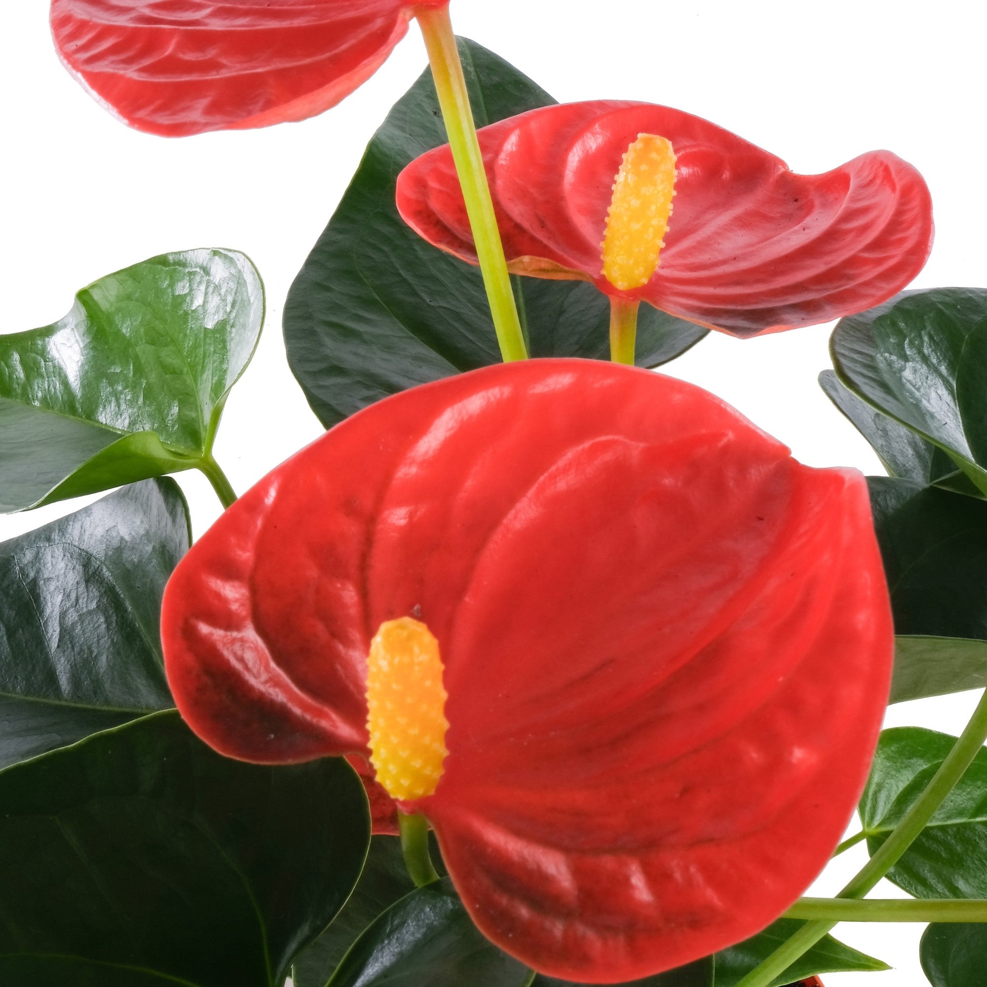Flamingoblume 'Solara', orange*