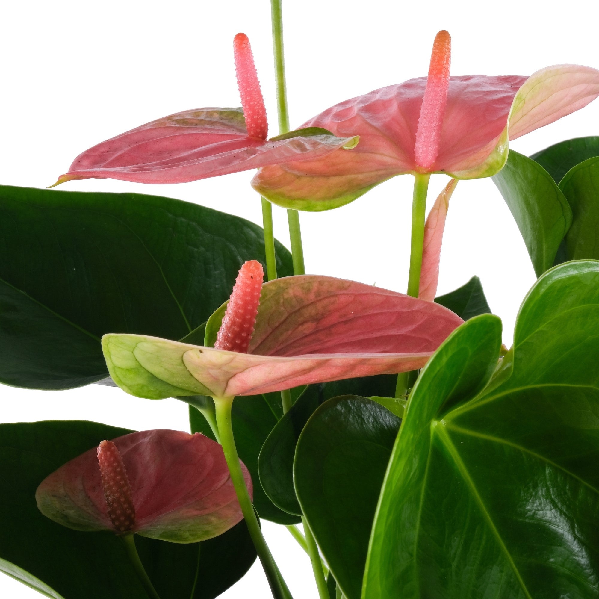 Flamingoblume 'Sweet Dream', rosa*