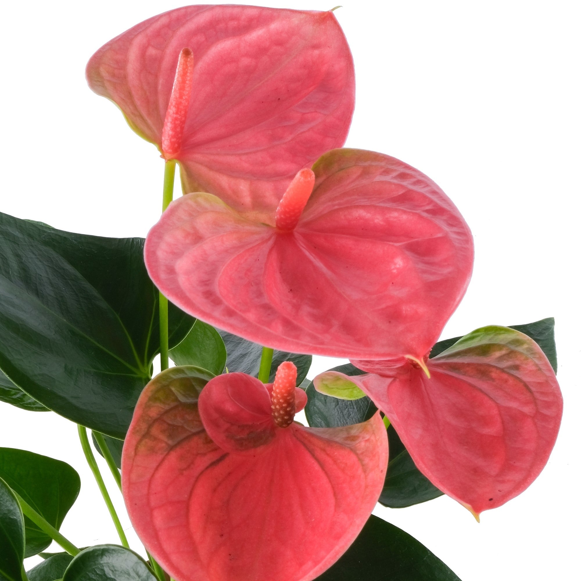 Flamingoblume 'Sweet Dream', rosa*