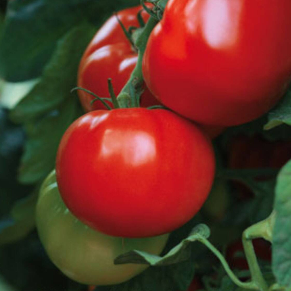 Fleischtomate 'Maestria', F1*