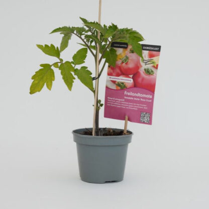 Fleischtomate 'Rose Crush', veredelt*