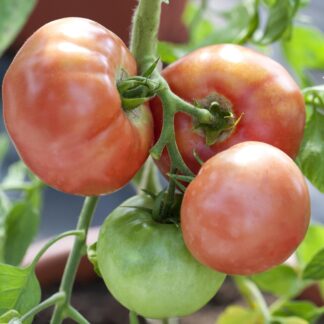 Fleischtomate, veredelt*