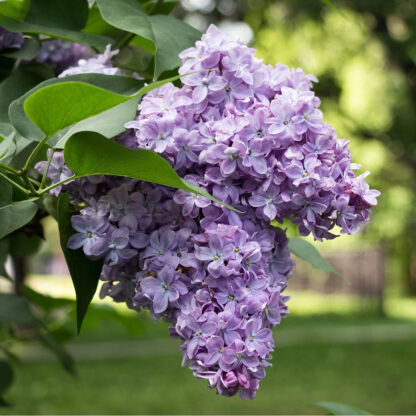 Flieder 'Lavender Lady', violett*