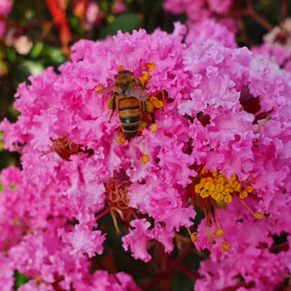 Flieder des Südens 'Eveline®', rosa*