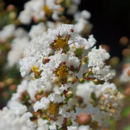 Flieder des Südens 'White Love® Virgin', weiß*