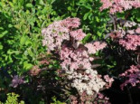 Fliederbeere / Duftholunder 'Thundercloud' ®, 60-80 cm, Sambucus nigra 'Thundercloud' ®, Containerware*