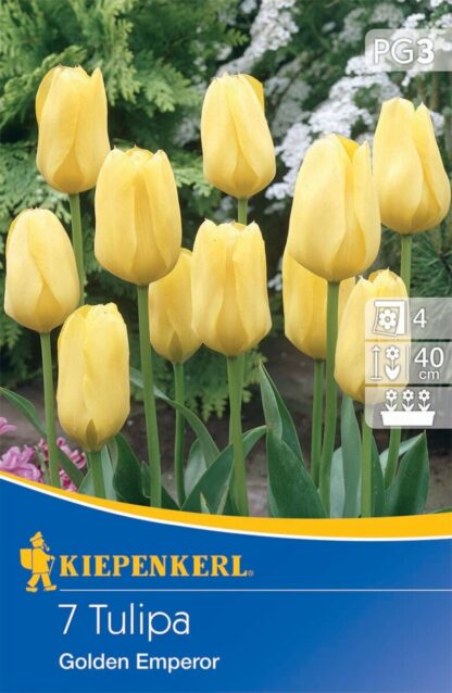 Fosteriana-Tulpe 'Golden Emperor', 7 Zwiebeln, gelb*