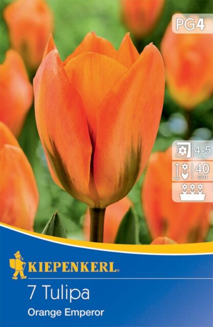 Fosteriana-Tulpe 'Orange Emperor', 7 Zwiebeln, orange*